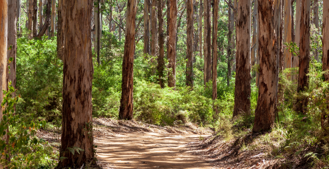Eucalyptus forest ecosystem